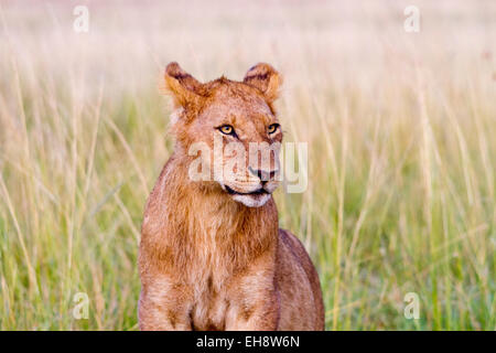 African Lion cub nel Masai Mara, Kenya Foto Stock