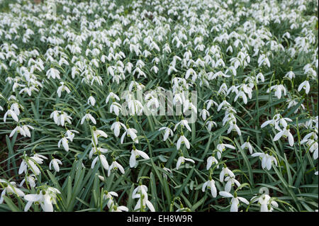 Primo Fiore del nuovo anno, close up di comune snowdrop fiori in un prato di delicati fiori bianchi Foto Stock