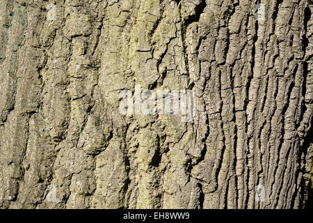 La spessa, grossolana secca la corteccia di un albero di quercia nel sole d'inverno. Foto Stock