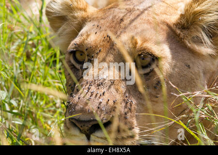 Leonessa africana Masai Mara, Kenya Foto Stock