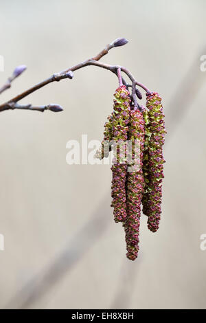 Molla. Alder amenti (lat. Alnus) close up Foto Stock