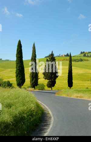 Cipressi lungo la strada curva in primavera, nei pressi di Monticchiello (patrimonio mondiale dell'UNESCO), Val d'Orcia, Toscana, Italia Foto Stock