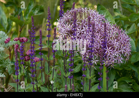 Allium christophii piantati con salvia nemorosa , 'Caradonna' e Astrantia grandi 'Hadspen Sangue" Foto Stock