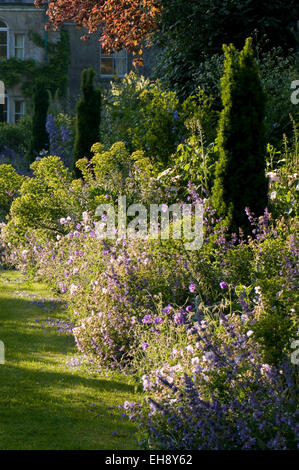 Luce della Sera su mista confine erbacee compresi Euphorbia characias subsp. Wulfenii, geranio 'Rozanne', Nepeta 'Six colline gi Foto Stock