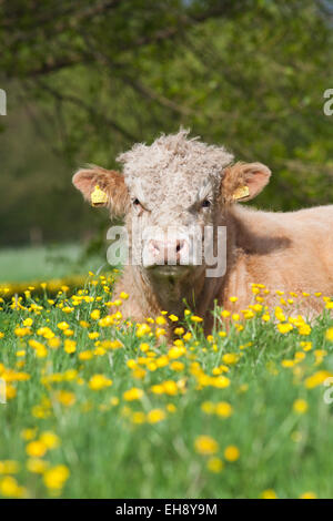 Bull avente un periodo di riposo in un campo Foto Stock