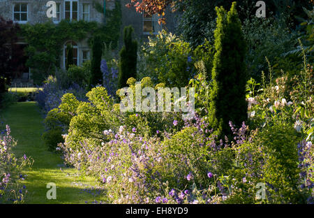 Luce della Sera su mista confine erbacee compresi Euphorbia characias subsp. Wulfenii, geranio 'Rozanne', Nepeta 'Six colline gi Foto Stock