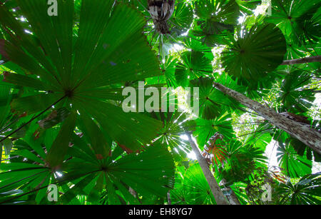 Ventola australiano Palms (Licuala ramsayi) nella foresta pluviale di Daintree, Queensland, Australia Foto Stock