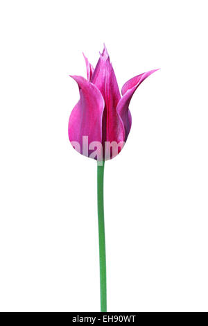 Giglio viola a fiore tulip su sfondo bianco Foto Stock