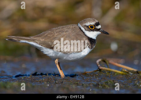 Poco inanellato Plover; Charadrius dubius; Foto Stock