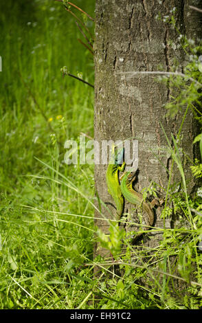 Due ramarri su una corteccia di albero Foto Stock