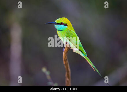 Green Gruccione (Merops orientalis), Yala National Park, Sri Lanka Foto Stock