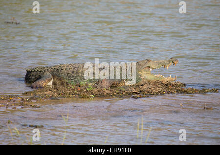 Grande coccodrillo Mugger (Crocodylus palustris), Yala National Park, Sri Lanka Foto Stock