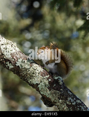 Un Americano scoiattolo rosso colpisce un classico pone su un lichen coperto ramo di pino. Foto Stock