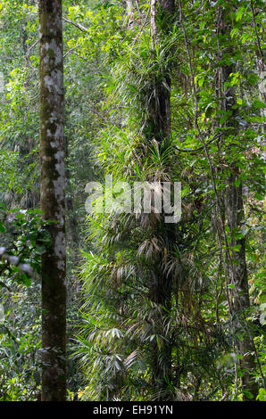 Gli epifiti che cresce su un albero in una lussureggiante foresta pluviale tropicale nella riserva forestale di Sinharaja, Sri Lanka Foto Stock
