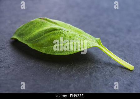 Primo piano di foglie di basilico su sfondo nero Foto Stock