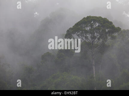 Una lussureggiante foresta pluviale tropicale nella riserva forestale di Sinharaja, Sri Lanka Foto Stock