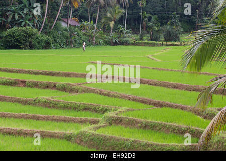 Risaie in Sri Lanka Foto Stock