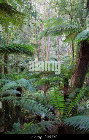 Felci arboree (Dicksonia Antartide) in lussureggianti foreste pluviali temperate, San Columba Falls riserva statale, Tasmania, Australia Foto Stock