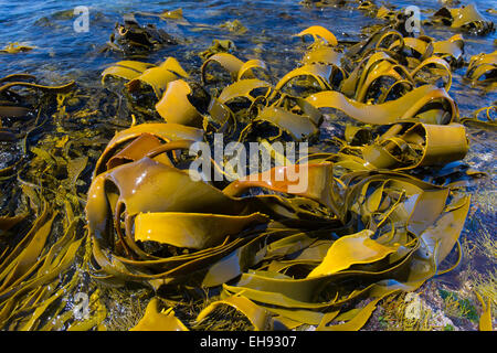 Giant Kelp (Macrocystis pyrifera ) esposti a bassa marea lungo la costa est della Tasmania, Australia Foto Stock