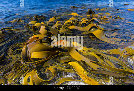 Giant Kelp (Macrocystis pyrifera ) esposti a bassa marea lungo la costa est della Tasmania, Australia Foto Stock