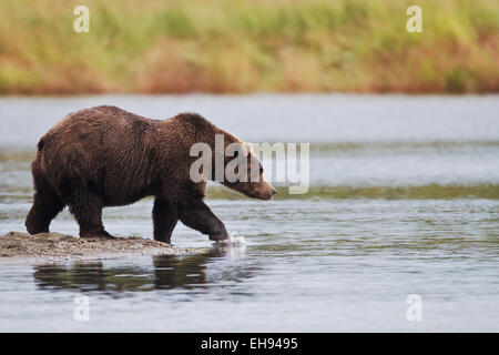Coastal l'orso bruno (Ursus arctos) in Katmai National Park, Alaska Foto Stock