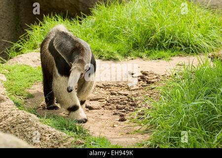 Captive Anteater gigante (Myrmecophaga tridactyla) Foto Stock