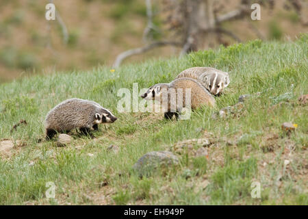 American badger (Taxidea taxus) madre con i kit nel Parco Nazionale di Yellowstone Wyoming Foto Stock