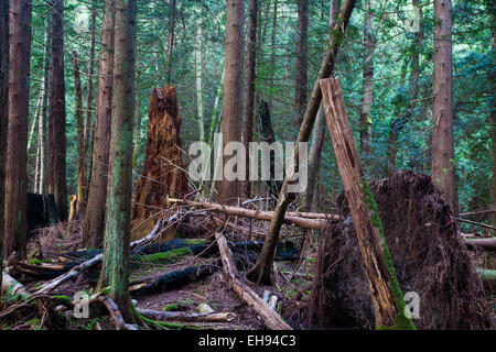 Caos in una foresta pluviale temperata, spirito pacifico Park, Vancouver, Canada Foto Stock