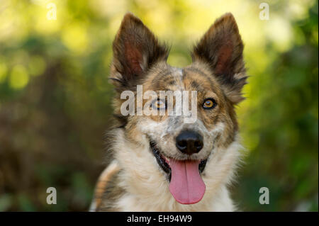 Una bella e felice Collie ha brillante occhi colorati Foto Stock