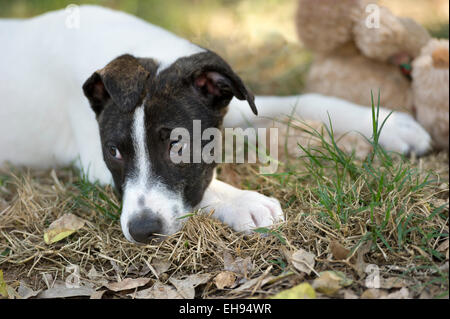 Un triste eyed cercando cane è sdraiato Foto Stock