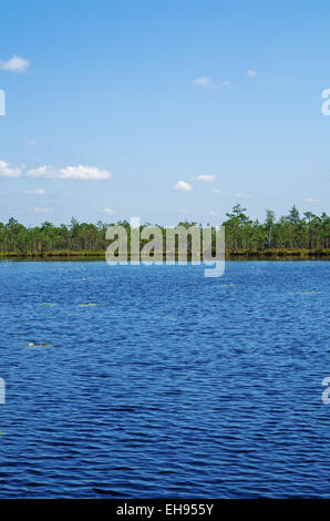 Foresta di Pini su 'Boggy lago di costa. Foto Stock