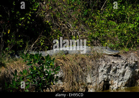 Un coccodrillo americano sulla riva del fiume in Everglades della Florida. Foto Stock