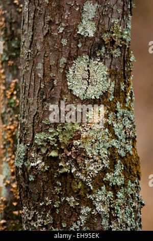 Lichene verde cresce su un albero nella foresta. Foto Stock