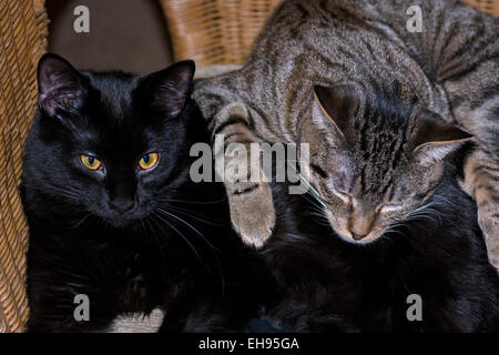 Striped gatto dorme sulla cima di un avviso sui gatti neri' torna in una sedia di vimini. Foto Stock