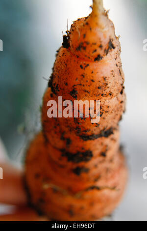 La carota fresca da orto biologico con sporcizia ancora aggrappati ad esso Foto Stock
