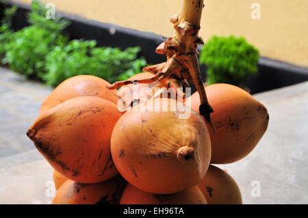 Mazzetto di Re Noci di cocco in Sri Lanka Foto Stock