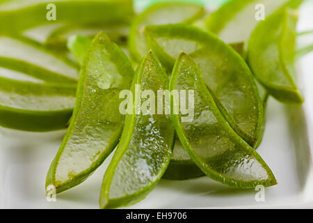 Herb Aloe Vera salute nessuno Foto Stock