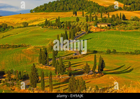 Val d'Orcia. Val d'Orcia. Pienza. Strada e cipressi. Strada da Pienza a Montepulciano. Paesaggio toscano. UNESCO mondo egli Foto Stock