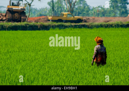 Donna agricoltore su un campo di riso a Bandung regency, West Java, Indonesia. Foto Stock