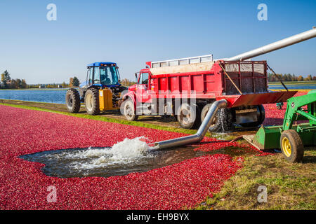 Il raccolto di mirtillo palustre al Vilas Cranberry fattoria in acque Manitowish, Wisconsin, Stati Uniti d'America. Foto Stock