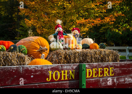 Zucche in vendita e in esposizione presso lo storione zucca fienile vicino al villaggio di croce, Michigan, Stati Uniti d'America. Foto Stock