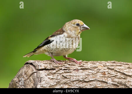 Hawfinch (Coccothraustes coccothraustes) capretti bird in piedi sul log, Bulgaria, Europa Foto Stock