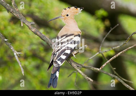 Unione Upupa (Upupa epops) adulto appollaiato in albero vicino a nido, Bulgaria, Europa Foto Stock