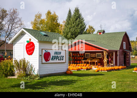 Zucche in vendita e in esposizione presso lo storione zucca fienile vicino al villaggio di croce, Michigan, Stati Uniti d'America. Foto Stock