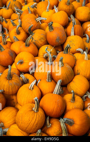 Zucche in vendita e in esposizione presso lo storione zucca fienile vicino al villaggio di croce, Michigan, Stati Uniti d'America. Foto Stock