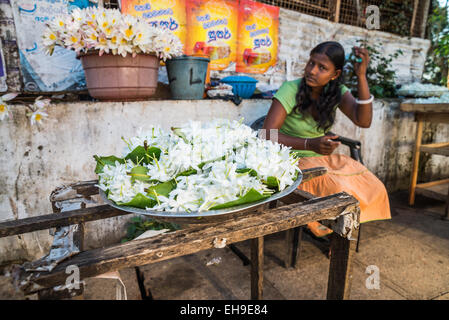 Donna locale di vendita fiori di ninfea per offrire, Anuradhapura, Sri Lanka, Asia Foto Stock