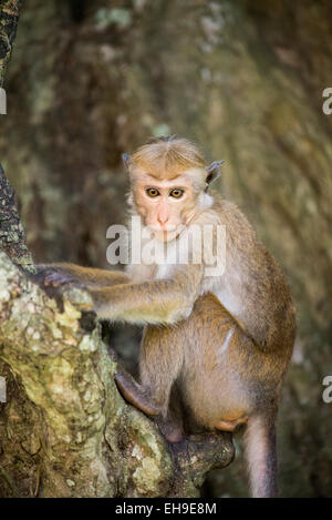 Toque Macaque monkey in Anuradhapura, Sri Lanka, Asia Foto Stock