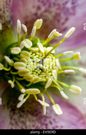 Ellebore, Elleboro Christmas Rose Foto Stock