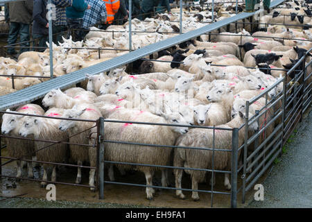 Pecore penne a massa del mercato Rhayader Powys Galles Foto Stock