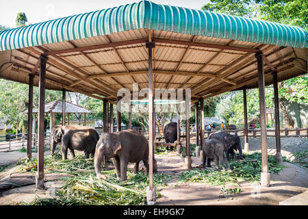 Elefante tempo di alimentazione a Pinnawala l'Orfanotrofio degli Elefanti in Sri Lanka Foto Stock